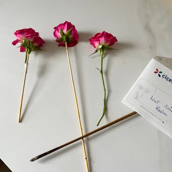 Çiçek Sepeti Şikayeti