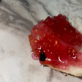 Şener Gıda Çerçioğlu Reçelde Hamam Böceği Olması