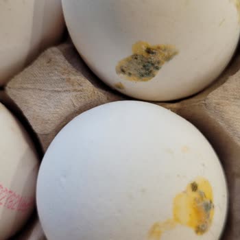 Migros’tan Gelen Bilken Yumurtalarında Küf Ve Sağlık Riski