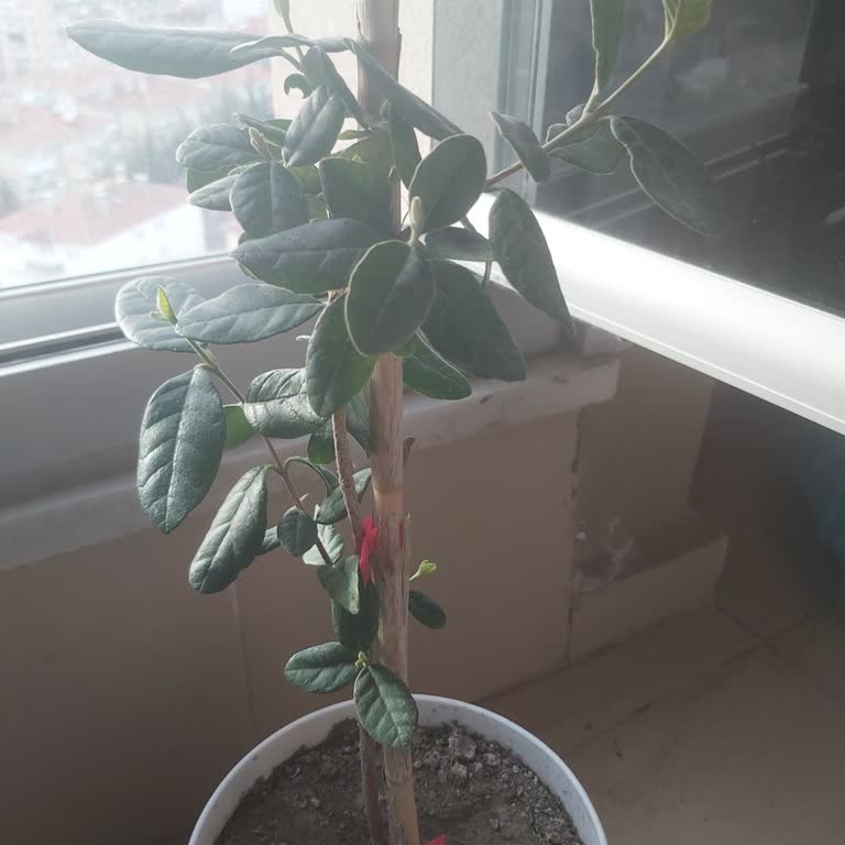 Sipariş Edilen Gardenya Bitkisi Yanlış Gönderildi