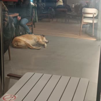 Sokak Hayvanının Kapalı Alanda Yatması Hijyen Ve Güvenlik Sorunu