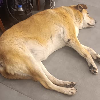 Sokak Hayvanının Kapalı Alanda Yatması Hijyen Ve Güvenlik Sorunu