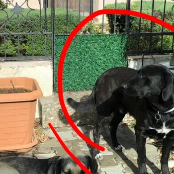 Alaçatı Mahallesinde Çeteleşmiş Sokak Köpekleri Kedileri Ve Koyunları Katliam Etti