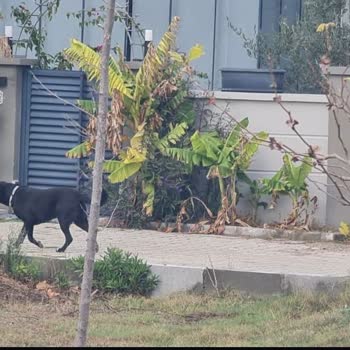 Alaçatı Mahallesinde Çeteleşmiş Sokak Köpekleri Kedileri Ve Koyunları Katliam Etti