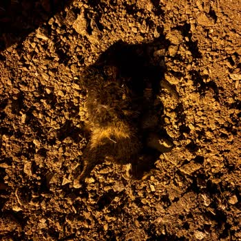 Alaçatı Mahallesinde Çeteleşmiş Sokak Köpekleri Kedileri Ve Koyunları Katliam Etti