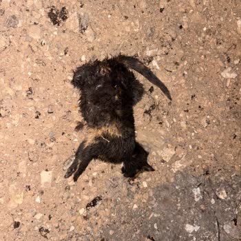 Alaçatı Mahallesinde Çeteleşmiş Sokak Köpekleri Kedileri Ve Koyunları Katliam Etti