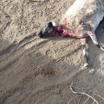 Alaçatı Mahallesinde Çeteleşmiş Sokak Köpekleri Kedileri Ve Koyunları Katliam Etti