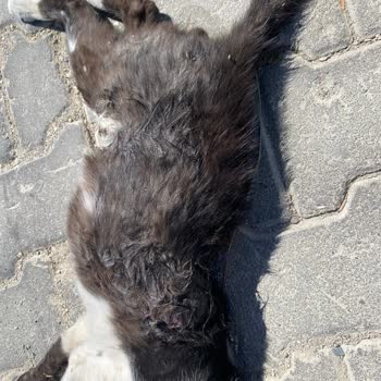 Alaçatı Mahallesinde Çeteleşmiş Sokak Köpekleri Kedileri Ve Koyunları Katliam Etti