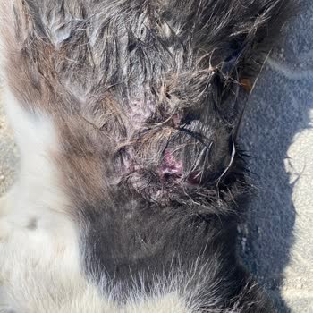 Alaçatı Mahallesinde Çeteleşmiş Sokak Köpekleri Kedileri Ve Koyunları Katliam Etti