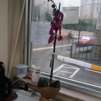 Görseldeki Orkideyle Uyuşmayan Teslimat Ve Çift Defa Hayal Kırıklığı