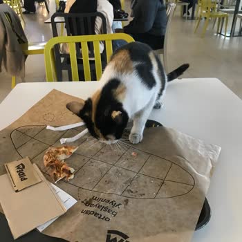 İnegöl AVM Yemek Alanında Kedi Sorunu Ve Yetersiz Çözüm