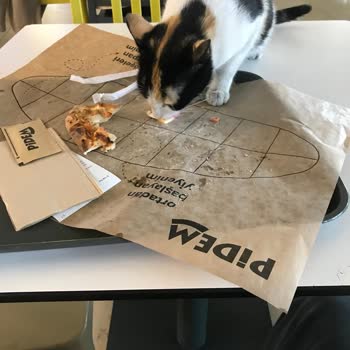 İnegöl AVM Yemek Alanında Kedi Sorunu Ve Yetersiz Çözüm