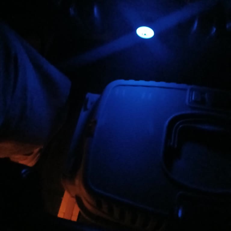 Kedimle Otobüste Seyahat İzni Ve Hayvan Dostu Politika Talebi