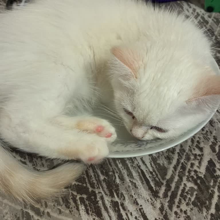 Hepsiburada Kedi Mamaları Nedeniyle Kedim Zehirlenip Öldü Ve 30 Bin TL Maddi Zarar