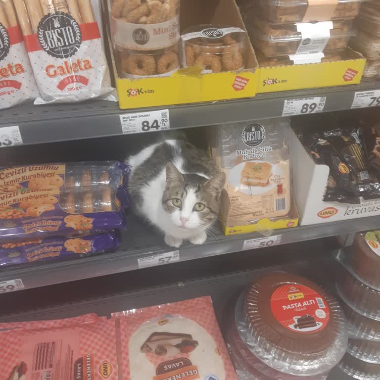 Şok Markette Kedi Görmek Hijyen İhlali Şikayetine Dönüştü
