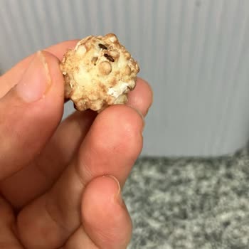 Değirmenci Kuruyemiş Leblebide Böcek Olması