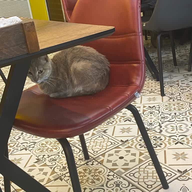 Meşhur Sarıyer Börekçisi | Arnavutköy İçeride Her Koltukta Kedi Görmek Mümkün