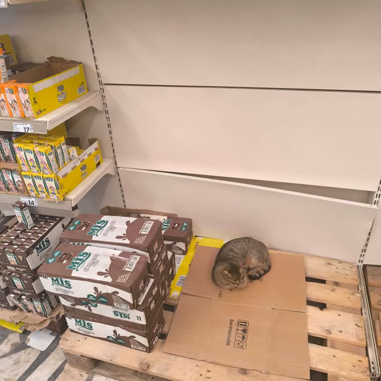 Şok Markette Kedilerin Yarattığı Hijyen Sorunu Ve Denetim Talebi