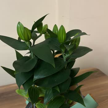 Açılmamış Ve Görüntüsüyle Uyuşmayan Çiçek Teslimatı, Müşteri Hizmetlerine Ulaşılamıyor