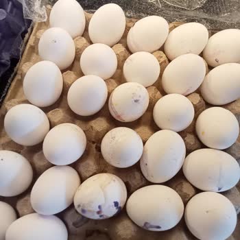 Migros Hemen'den Bozuk Yumurta Ve Cevapsız Müşteri Hizmeti