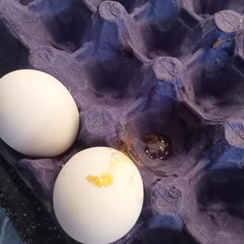 Migros Hemen'den Bozuk Yumurta Ve Cevapsız Müşteri Hizmeti