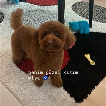 Küçük Köpeğe Giriş Reddi Ve Çocukların Yağmurda Kalması