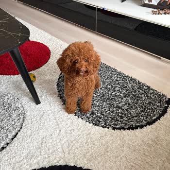 Küçük Köpeğe Giriş Reddi Ve Çocukların Yağmurda Kalması