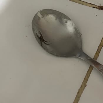 BİM Pasta Venetta Makarnasında Böcek Tespiti