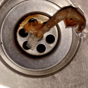 Migros’ta Satın Aldığım Ispanakta Canlı Sümüklü Böcek