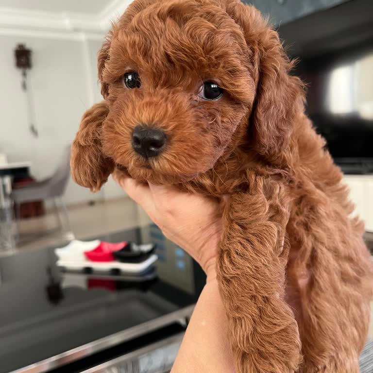 Muhtarın Yeri Kazancı Evcil Hayvanlara Karşı Uygulanan Çifte Standart