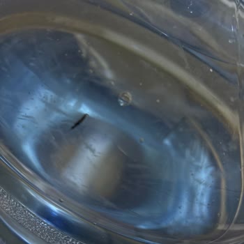 Böcekli Ve Yosunlu Damacana Suyunda Sağlık Riski Ve Hijyen İhlali