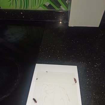 Sarot Palace'da Hamam Böcekleri Ve Hijyen Sorunlarıyla Yaşanan Büyük Hayal Kırıklığı