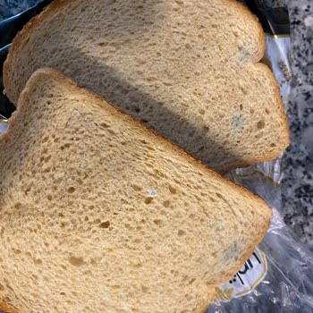 Mantarlı Tava Ekmeği Satışı Güvenimi Sarsıyor Ve Telafi Bekliyor