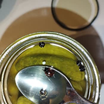 Tat Gıda Kornişon Turşunun İçinden Uğur Böceği Çıkması