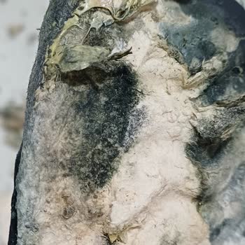 Raker Plus Çocuk Ayakkabısında Küf Ve Koku Problemi Sağlık Riski Ve İade Talebi