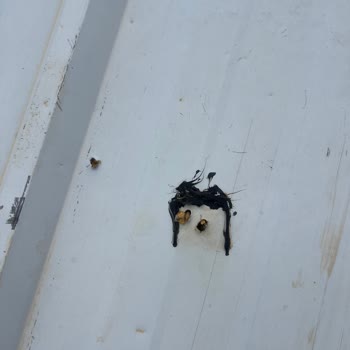 Yanlış Batarya Ve Hatalı Kurulum Sonucu Çatı Hasarı Ve Sistem Arızası