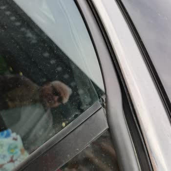 Arka Sol Kapı Camındaki Kendiliğinden Yırtılma İçin Garanti Talebi