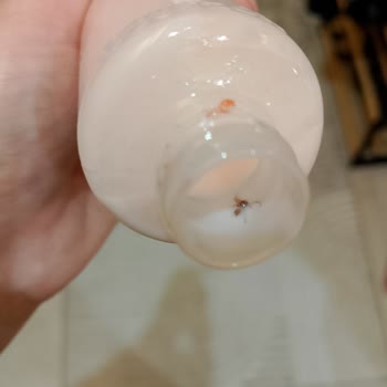 Krem İçinden Böcek Çıktı: Hijyen Ve Kalite Kontrolü İddiaları