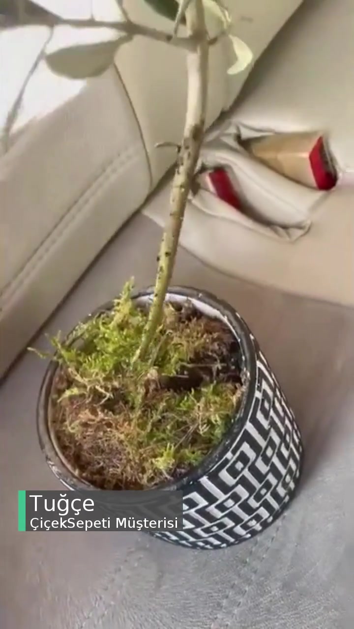 Çiçek Sepeti Ağaç Dalını Toprağa Koymuşlar, Ağaç Diyerek Satıyorlar! videonun kapak resmi