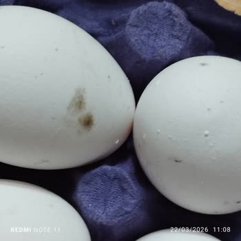 Migros Şubesinde Bozuk Ve Küflü Yumurta Satışı Müşteriyi Hayal Kırıklığına Sürükledi
