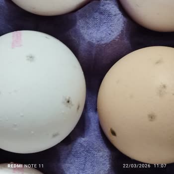 Migros Şubesinde Bozuk Ve Küflü Yumurta Satışı Müşteriyi Hayal Kırıklığına Sürükledi