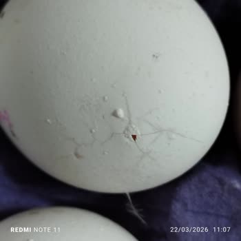 Migros Şubesinde Bozuk Ve Küflü Yumurta Satışı Müşteriyi Hayal Kırıklığına Sürükledi