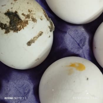 Migros Şubesinde Bozuk Ve Küflü Yumurta Satışı Müşteriyi Hayal Kırıklığına Sürükledi