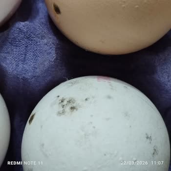 Migros Şubesinde Bozuk Ve Küflü Yumurta Satışı Müşteriyi Hayal Kırıklığına Sürükledi