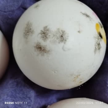 Migros Şubesinde Bozuk Ve Küflü Yumurta Satışı Müşteriyi Hayal Kırıklığına Sürükledi