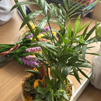 Taze Çiçek'ten Yanıltıcı Teraryum Teslimatı Ve Cevapsız Müşteri Hizmeti