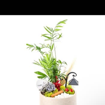 Taze Çiçek'ten Yanıltıcı Teraryum Teslimatı Ve Cevapsız Müşteri Hizmeti