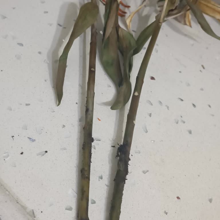 Lilyum Çiçeğinin Hızlı Solması Ve Geri Ödeme Talebi