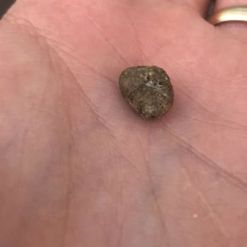 Simbat Sarı Leblebide Taş Parçası Tespiti Tüketici Güvenliğini Sarsıyor