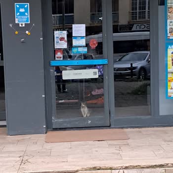 A101 Mağazasındaki Kediler Hijyen Sorunu Ve Gece Alarm Gürültüsü Yaratıyor